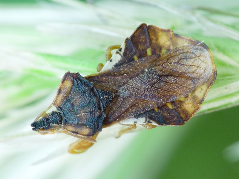Phymata crassipes (Fabricius, 1775)